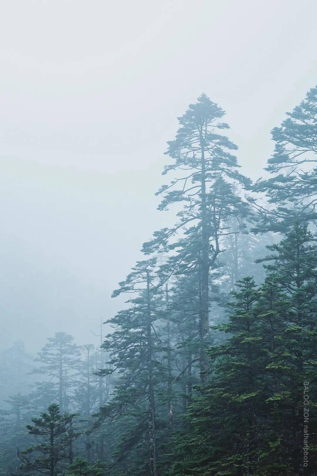 如何评价李沁的长相知识星球-专业内容,深度了解如何评价李沁的长相